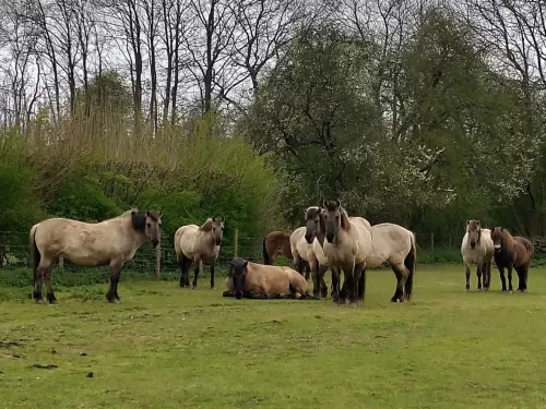 herd of konik and exmoor ponies