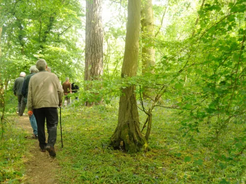 Walking in the woods