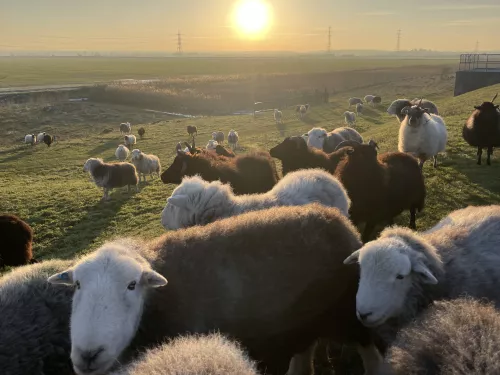 herdwick sheep herd at sunset