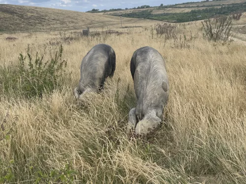 a pair of large black pigs rootling at nashenden nature reserve amongst high grass