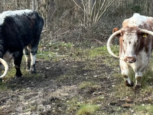 Longhorn cattle