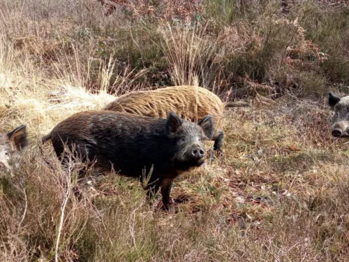 A group of brown iron-age brown pigs among wildflower in West Blean