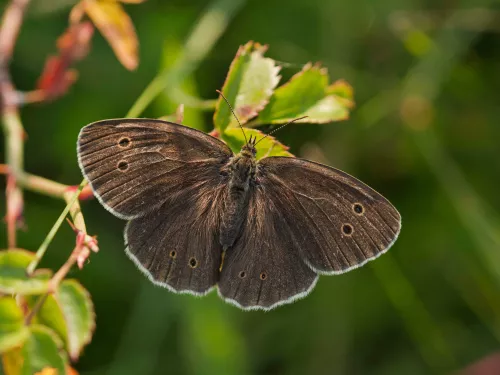 Ringlet butterfly ©Guy Edwardes/2020VISION