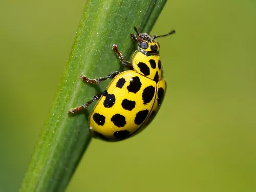 A 22-spot ladybird, bright yellow with black spots, climbing up a plant stem