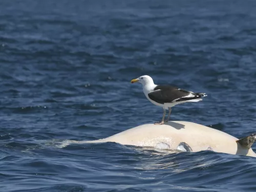 Great black-backed gull (Larus marinus) feeding on corpse of Risso's dolphin (Grampus griseus) near the Cairns of Coll, Scotland. July 2011.