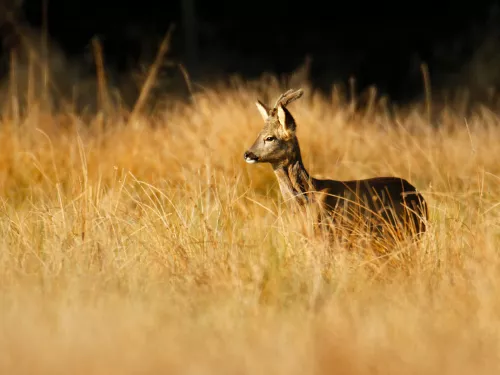 Roe Deer