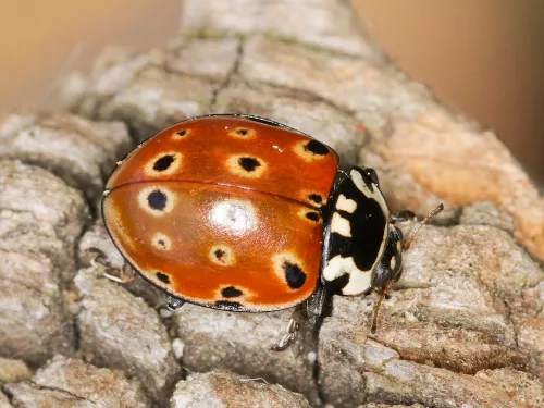 An eyed ladybird, with pale rings around the black spots on its orange-red back, standing on a pine cone