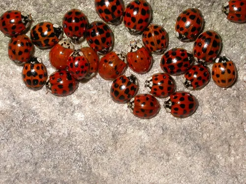 A cluster of harlequin ladybirds, in various red and black patterns, roosting on a wall