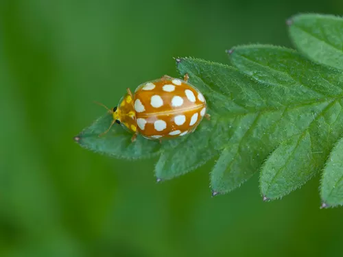 An orange ladybird, with an orange body covered in white spots, stands on a leaf