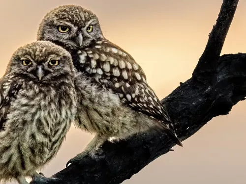 Two little owl brothers sat on a branch at sunset.