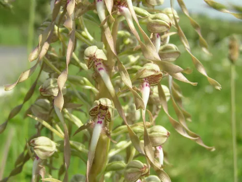 Lizard orchid at Lydden Hill Nature Reserve