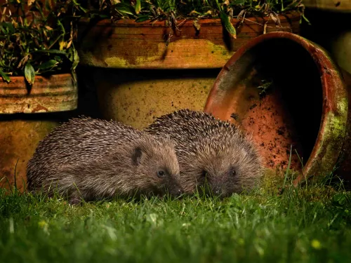 Two hedgehogs sat in the grass next to garden pots