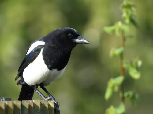 A black and white magpie sat on a wooden post.