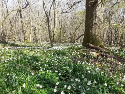 Quilters woo, wood anemone carpeting the floor