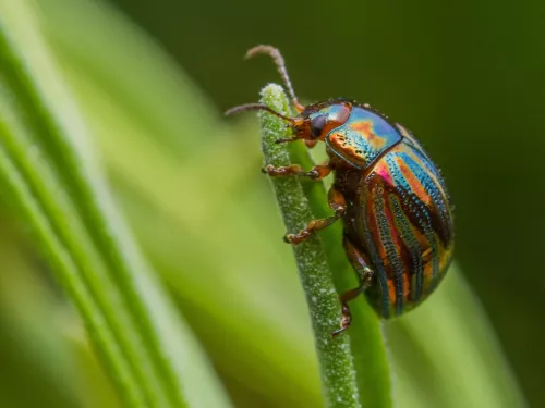 A rosemary beetle on a spring of rosemary growing outdoors.