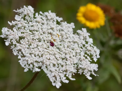 The small white umbrella flowers of a carrot