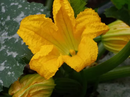 A yellow courgette flower blooming.