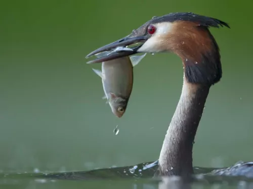 A great crested grebe with a fish in its beak.