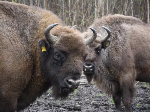 bison bull