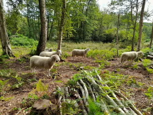 south blean being grazed by sheep