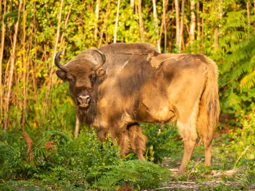 Bison in dappled sunlight looking back at the camera