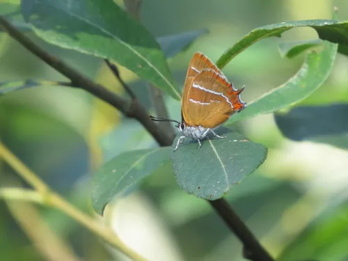 Brown Hairstreak butterfly on leaf