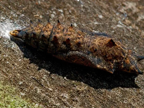 Butterfly in chrysalis form on wood