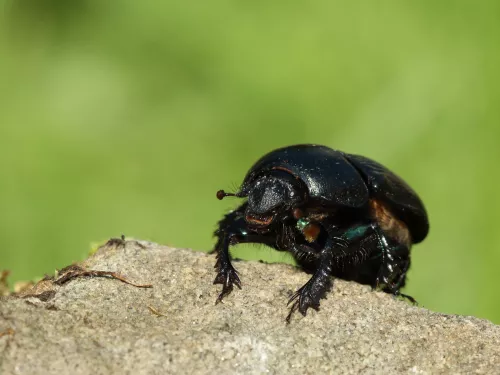 Common dumble dor dung beetle