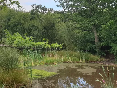 Cromers wood view of the pond and trees surrounding it