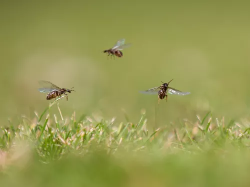 Three flying ants above short grass with a blurred background.