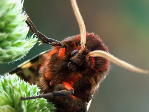 Garden Tiger Moth