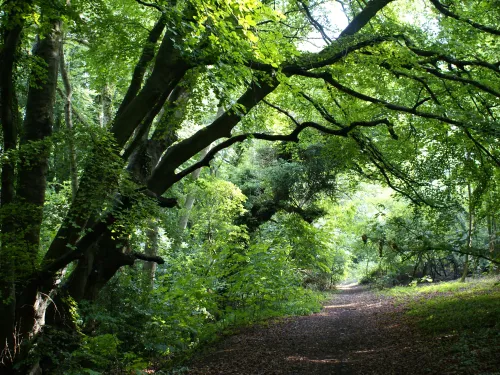 Old Park Hill view of a footpath in the woodland with trees overhanging from above