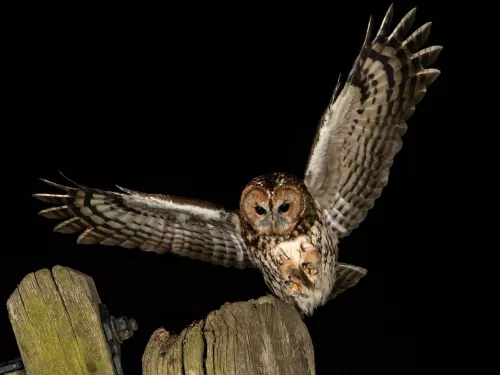 Tawny owl with wings spread as it launches into flight at night