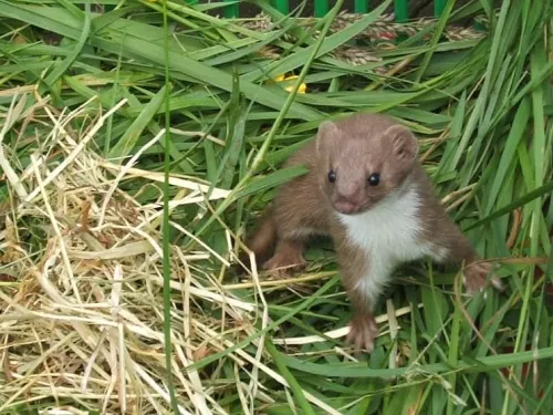 Weasal in a box close up