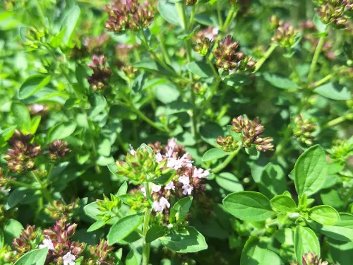 Marjoram in flower