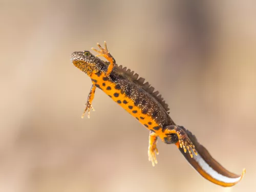 Great crested newt swimming with clear vision of its orange and black spotted underbelly