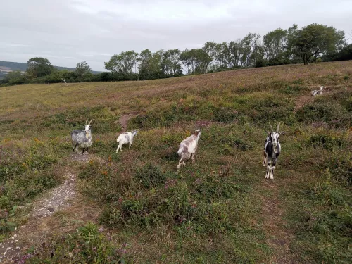 4 goats walking up a grassland bank at wouldham common, one on the far right looking directly into the camera lens