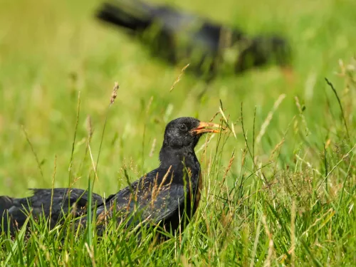 Chough amongst grass