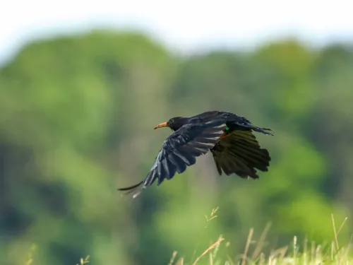 Chough in flight