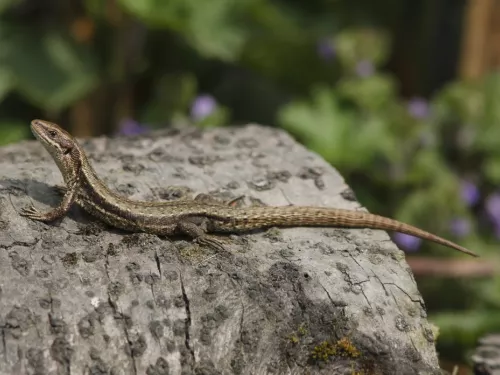 Longfield Chalk Bank Common Lizard