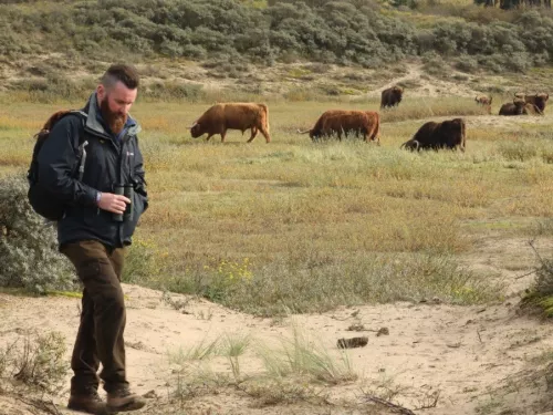 Paul Hadaway at the Dutch bison project walking with binoculars in hand and bison roaming freely behind him