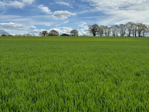 Field as part of Upper Beult Farmer Cluster