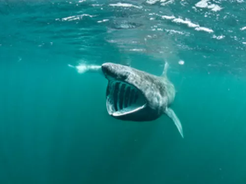 basking shark swimming in the ocean with its mouth wide open