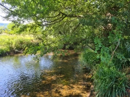 River with overhanging tree