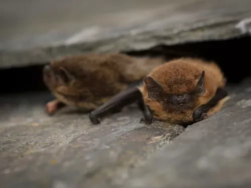 Two pipistrelle bats nestled under a slate tile.