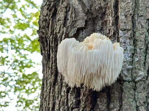 Lion's Mane fungi