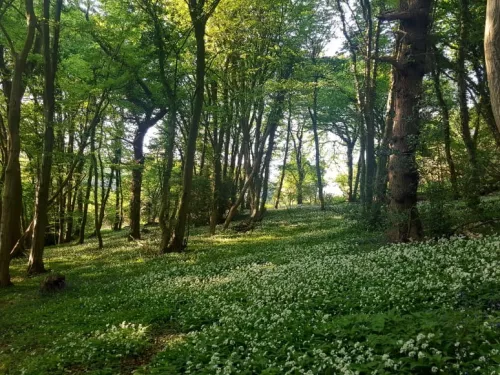 Quarry Wood showing woodland habitat