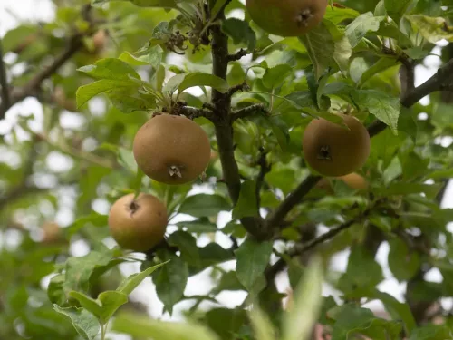 Three apples in a tree from below.