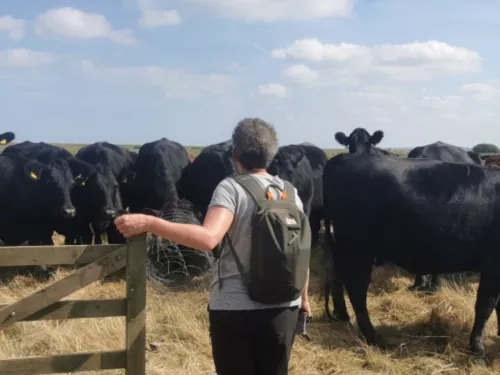 A person holding a wooden gate in front of a group of cows.