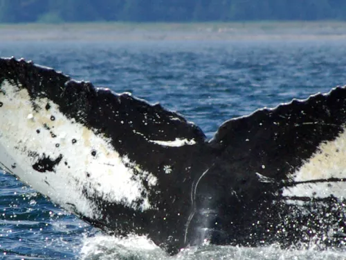 A humpback whale's fin splashing out of the sea.